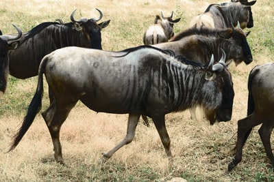 Six brown animal
